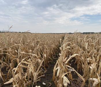 Ассоциация провела подсчет и уборку экологических испытаний гибридов кукурузы и подсолнечника в соответствии с методикой фгбу «госсорткомиссии»