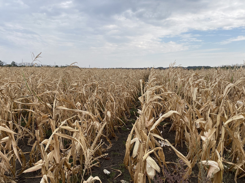 Технологии для урожая кукуруза. Урожай кукурузы с 2019 по 2023. Какая урожайность кукурузы