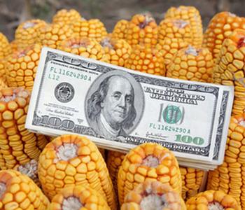Статья президента ассоциации Лобача И.А.: Экспорт семян кукурузы и подсолнечника: возможности, стратегия, перспектива