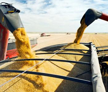 Сводка ФАО по предложению и спросу на мировом рынке зерновых за июль 2018 года