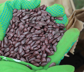 Фитосанитарные риски сохраняются