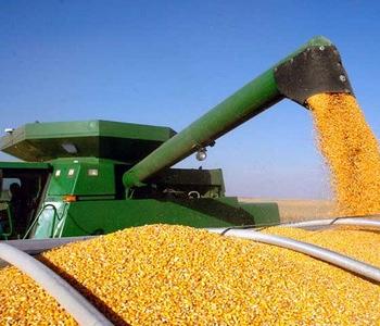 Сельхозтоваропроизводители в ЮФО получат всего от 30 до 50 % от планируемого урожая кукурузы из-за засушливой погоды