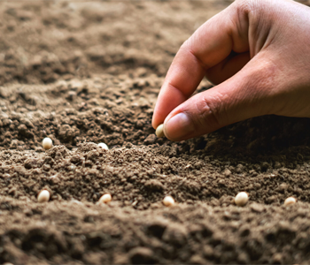 ФГИС «Семеноводство»: цифровая реальность отечественного рынка