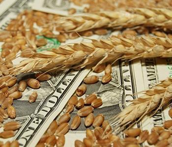 Обзор мирового рынка зерновых