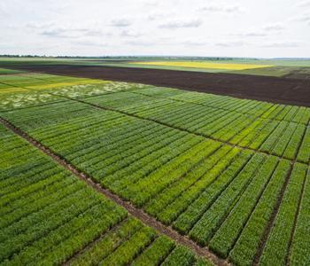 Специальные семеноводческие зоны – обязательное условие производства конкурентоспособных семян.