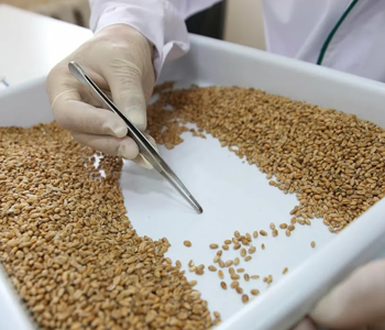 С 1 января 2026 года поддержка элитного семеноводства будет касаться только отечественных семян