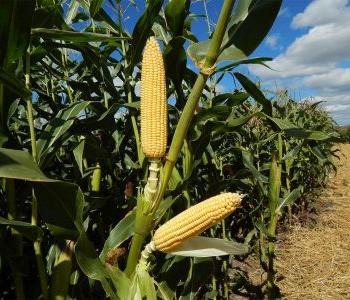 В Башкирии успешно прошёл день поля кукурузы, подсолнечника и сорго