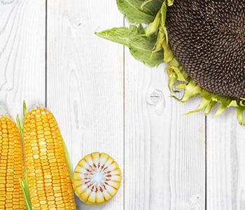Рынок семян кукурузы и подсолнечника: итоги 2019 года и основные вызовы ближайших лет