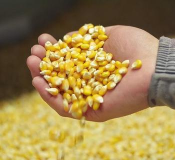 В ЮАР возвращена зараженная кукуруза