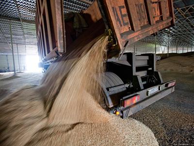 Минсельхоз: на 14 ноября собрано 137,5 млн тонн зерна