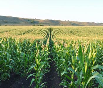 Влияние климатических изменений на оптимальный подбор гибридов кукурузы