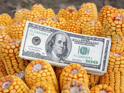 Анализ от президента ассоциации: Экспорт семян кукурузы и подсолнечника