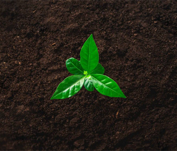 На 30 лет вперед: база будущего урожая