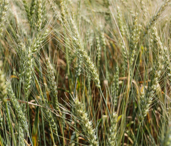 Платформа ускоренной селекции появится в России к 2027 году