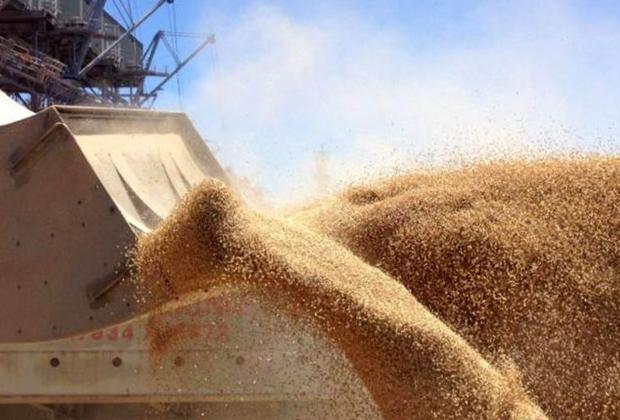 Россия увеличила экспорт кукурузы в Азию и Африку
