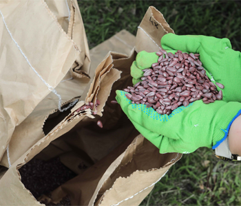 Сокращение квоты на ввоз импортных семян в 2026 году оправдано — НСА