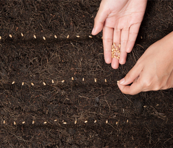 Влияние репродукции семян на урожайность: границы допустимого