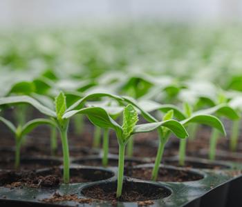 Реализация национального проекта «Технологическое обеспечение продовольственной безопасности»