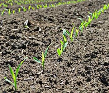 Ассоциация изучила реестр выданных  ФГБУ «Россельхозцентр» сертификатов на семена кукурузы
