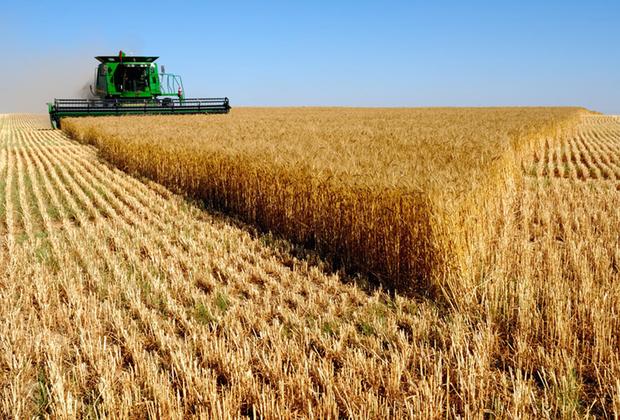Минсельхоз ожидает ежегодного роста урожая зерна на 0,5−2,8%